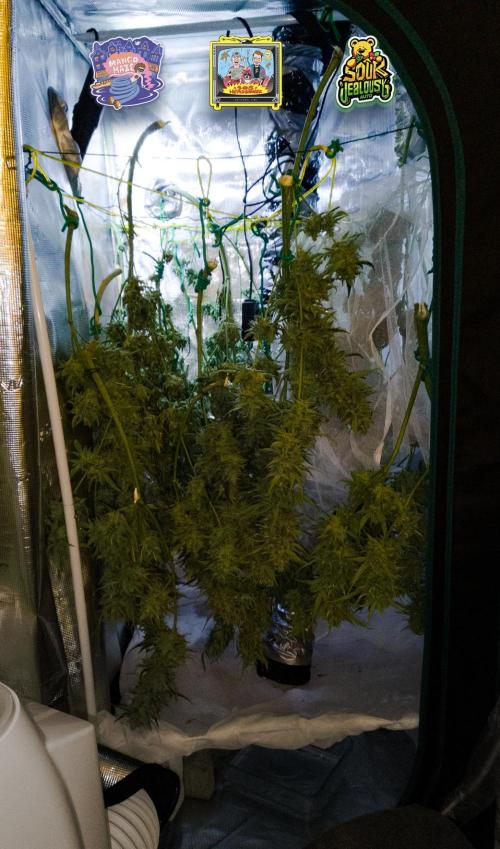 OS Mango Haze, Headbanger, Sour Jealousy. Week 12 - ..and the ladies in the drying tent. Lights off, good night!