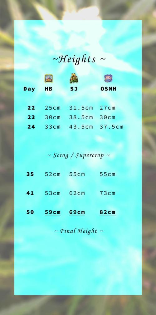 OS Mango Haze, Headbanger, Sour Jealousy. Week 12 - Height report.