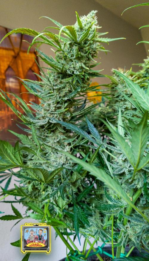 OS Mango Haze, Headbanger, Sour Jealousy. Week 12 - 505 Headbanger Cola
