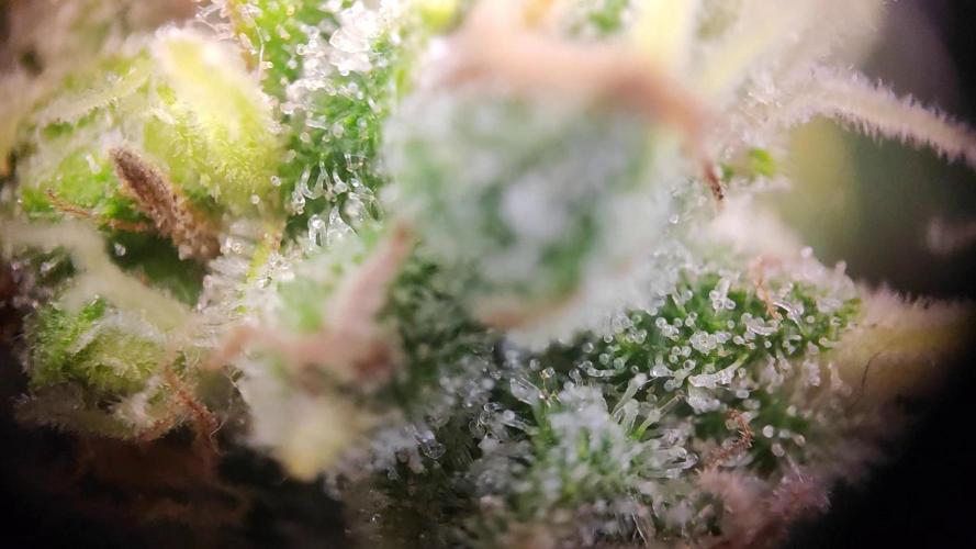 OS Mango Haze, Headbanger, Sour Jealousy. Week 12 - Some trichs from the top, although there are slightly more amber on average.