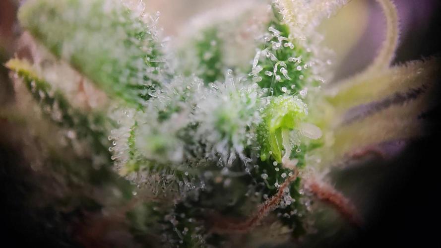 OS Mango Haze, Headbanger, Sour Jealousy. Week 12 - ..and a young bud. That bract is just about to form :)