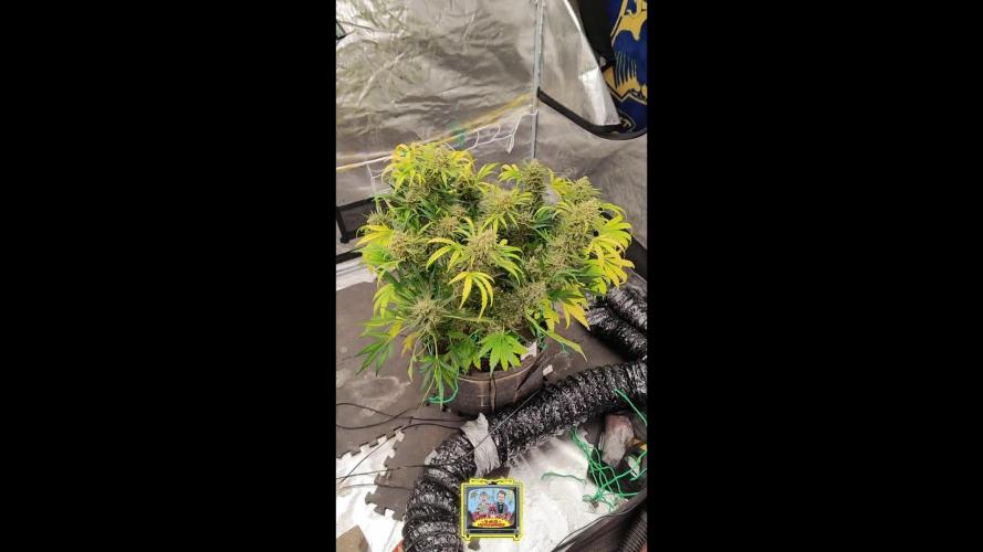 OS Mango Haze, Headbanger, Sour Jealousy