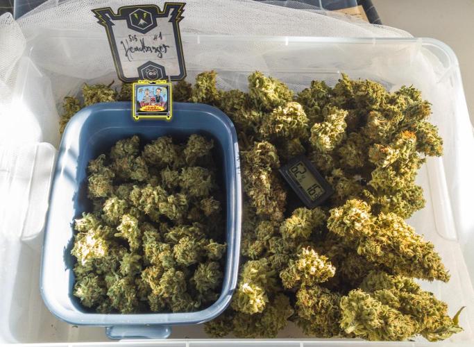 OS Mango Haze, Headbanger, Sour Jealousy. Week 12 - And her freshly trimmed harvest, ready for final storage.