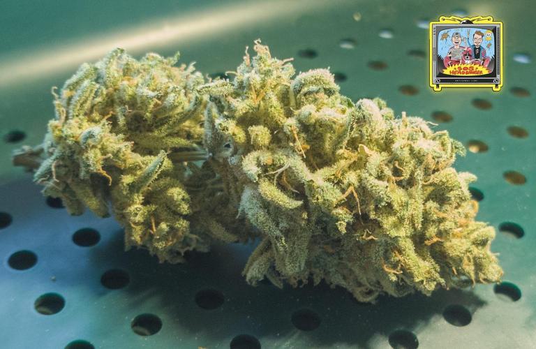 OS Mango Haze, Headbanger, Sour Jealousy. Week 12 - Sometimes I wonder why I even keep trimming.
