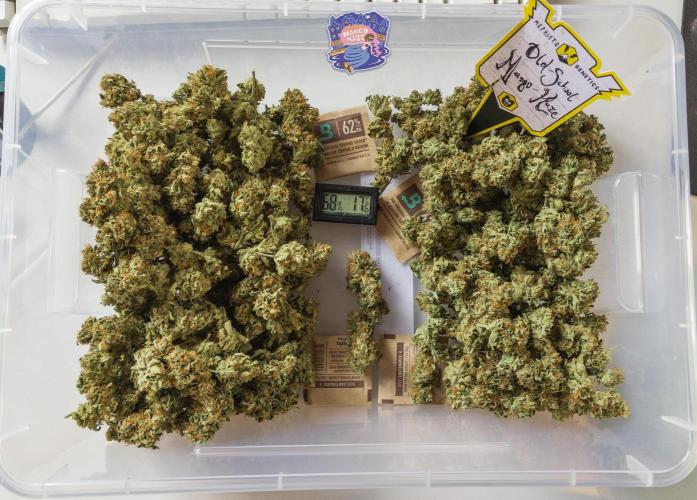 OS Mango Haze, Headbanger, Sour Jealousy. Week 11 - .. and her generous yield of 184g, finely trimmed for 16 hours. (Yes. 16 hours.)