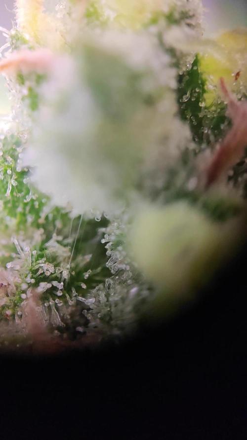 OS Mango Haze, Headbanger, Sour Jealousy. Week 11