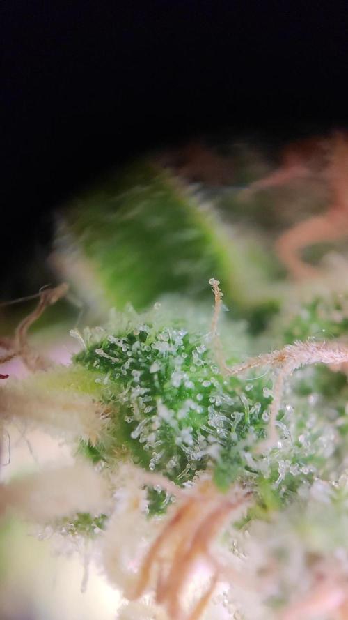 OS Mango Haze, Headbanger, Sour Jealousy. Week 11