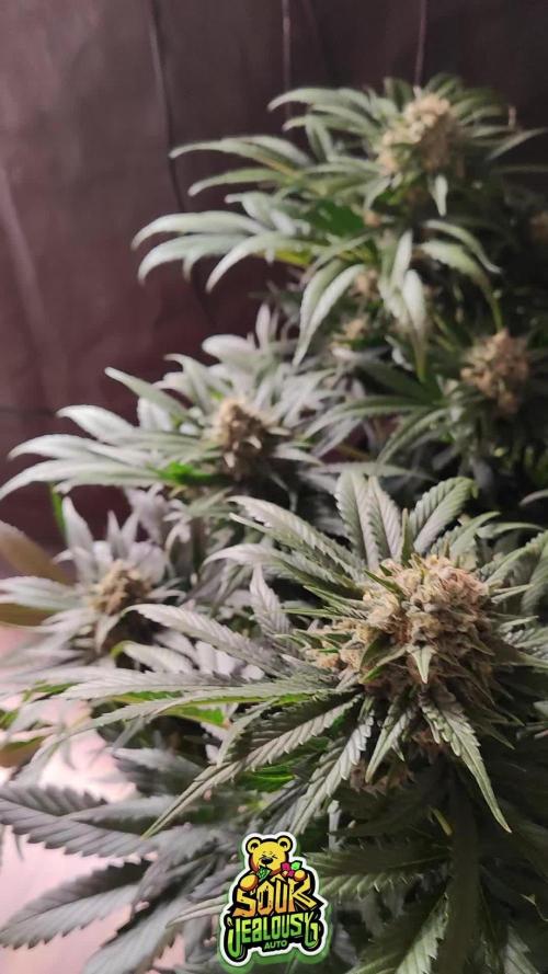 OS Mango Haze, Headbanger, Sour Jealousy