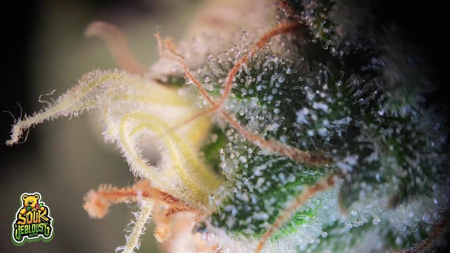 OS Mango Haze, Headbanger, Sour Jealousy. Week 11 - ..and the secret sauce on under-canopy buds. Stash these for daytime clarity ;)