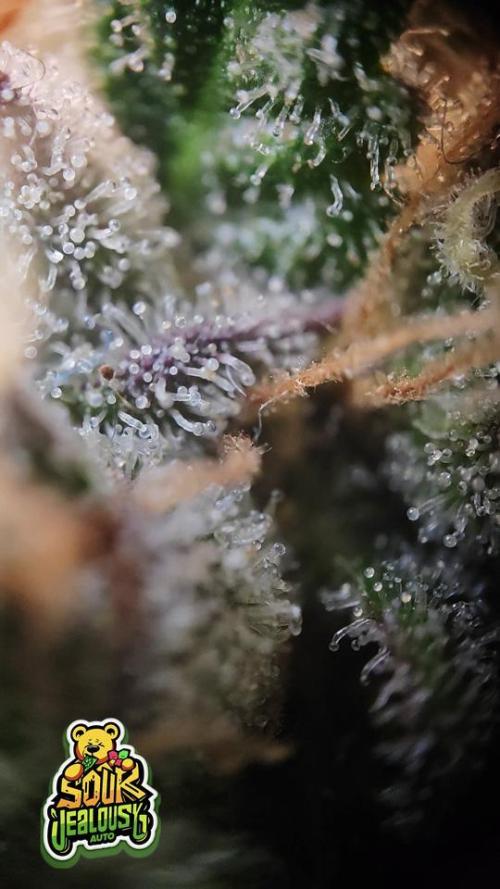 OS Mango Haze, Headbanger, Sour Jealousy. Week 11 - Trichomes on a top bract. This is more than ready for my taste.
