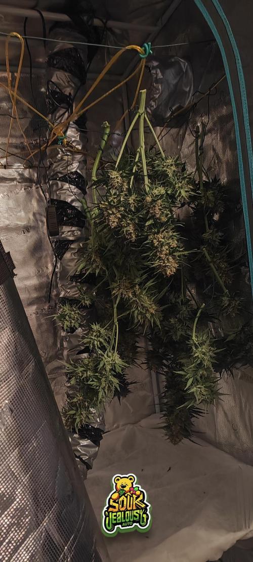 OS Mango Haze, Headbanger, Sour Jealousy. Week 11 - Some real colors ..