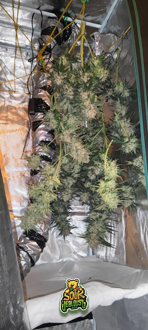 OS Mango Haze, Headbanger, Sour Jealousy. Week 11 - .. and the obligatory flash shot.