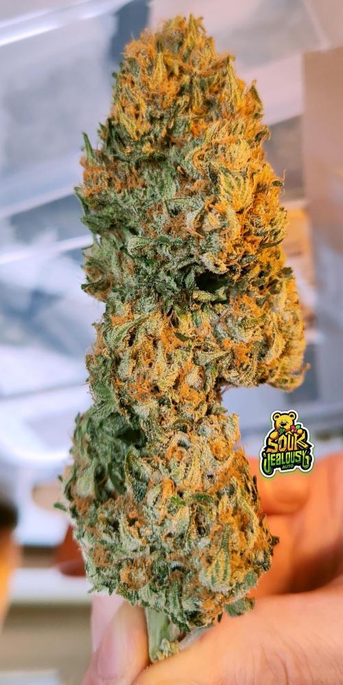 OS Mango Haze, Headbanger, Sour Jealousy. Week 11 - SJ's dense bud structure