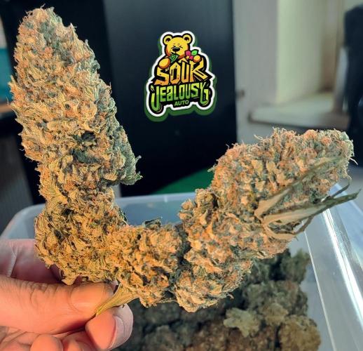 OS Mango Haze, Headbanger, Sour Jealousy. Week 11 - SJ's dried flower 3
