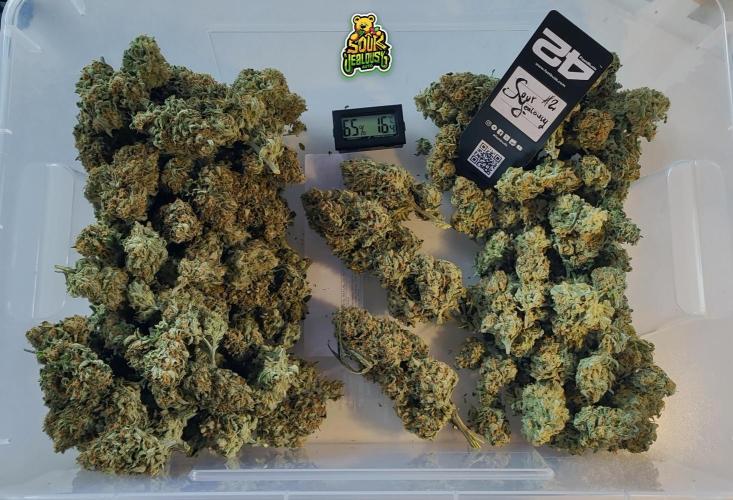 OS Mango Haze, Headbanger, Sour Jealousy. Week 11 - Her generous yield after trimming