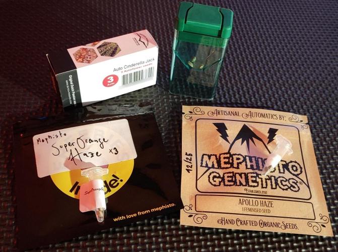 Apollo, Super Orange Haze, Cinderella J.. Week 0 - It's always hard to pick strains, but these should provide!