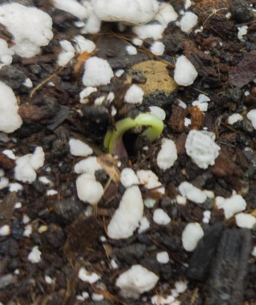 Apollo, Super Orange Haze, Cinderella J.. Week 0 - I think this is Orange saying Hi