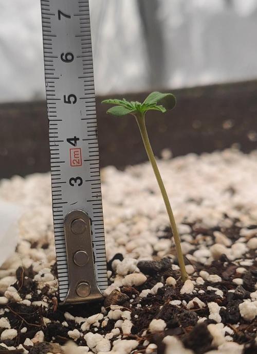 Apollo, Super Orange Haze, Cinderella J.. Week 0 - Orange at Day 6