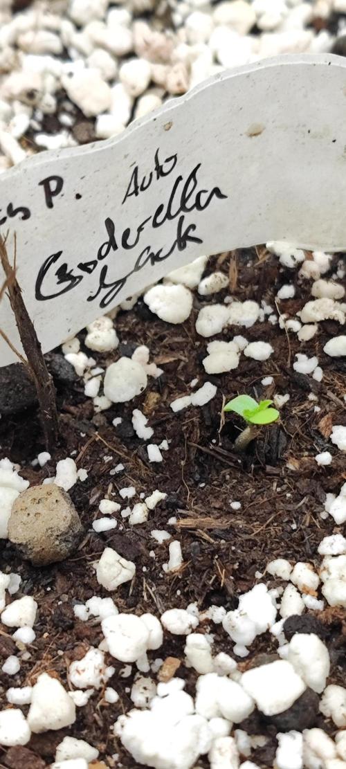 Apollo, Super Orange Haze, Cinderella J.. Week 2 - Look who finally had a good start to life! Happy birthday Cinderella Jack
