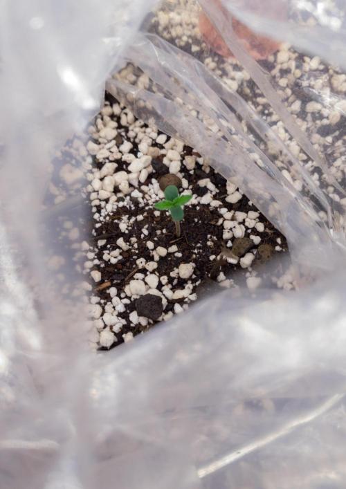 Apollo, Super Orange Haze, Cinderella J.. Week 2 - Day 2 and colors show she found plenty of food