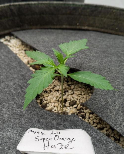 Apollo, Super Orange Haze, Cinderella J.. Week 2 - Day 11 for Super Orange Haze. She is not a 100% yet