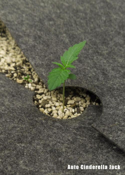 Apollo, Super Orange Haze, Cinderella J.. Week 3 - Day 8 for Cinderella Jack. Those leaves are recuperating!
