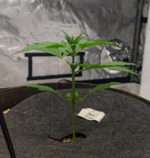 Apollo, Super Orange Haze, Cinderella J.. Week 3 - Day 17 for Apollo Haze. I have nothing to add, definitely back on track.