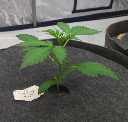 Apollo, Super Orange Haze, Cinderella J.. Week 3 - Day 17 for Super Orange Haze, looking good girl!