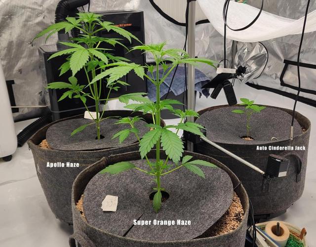 Apollo, Super Orange Haze, Cinderella J.. Week 3 - Day 21, to the moon!
