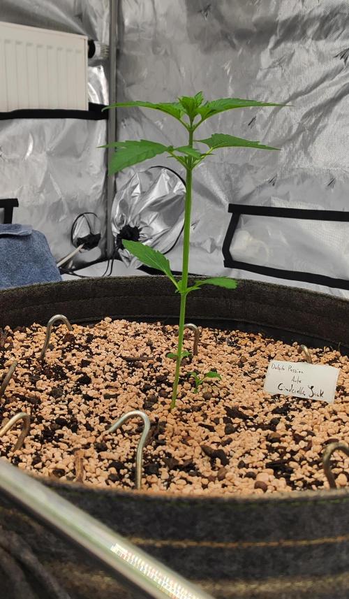 Apollo, Super Orange Haze, Cinderella J.. Week 4 - ACJ / Cinderella Jack at her Day 19