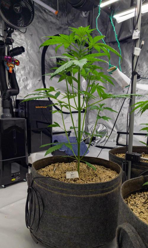 Apollo, Super Orange Haze, Cinderella J.. Week 4 - Apollo Haze Day 28