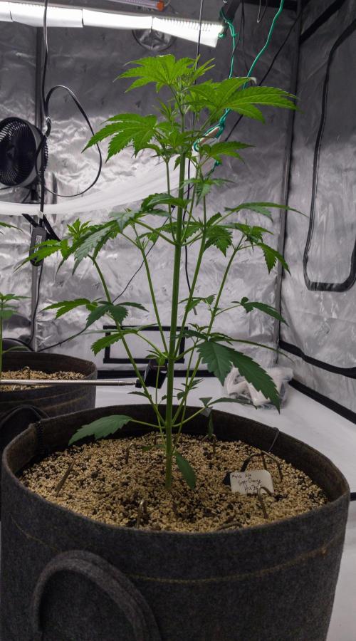 Apollo, Super Orange Haze, Cinderella J.. Week 4 - Super Orange Haze Day 28