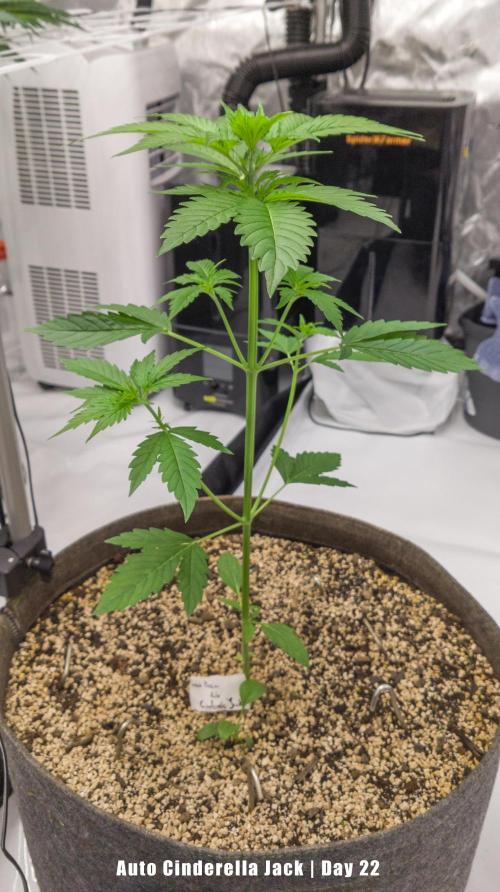 Apollo, Super Orange Haze, Cinderella J.. Week 5 - Cinderella Jack has picked up. Her lowest nodes did not grow out at all.