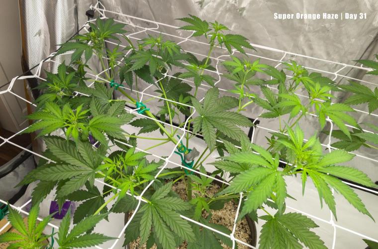 Apollo, Super Orange Haze, Cinderella J.. Week 5 - Orange has recovered and is poking through the net