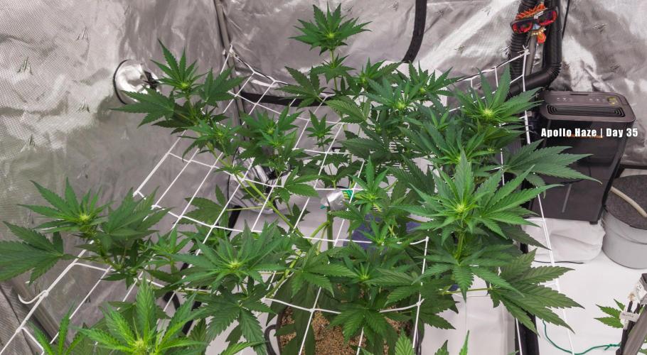Apollo, Super Orange Haze, Cinderella J.. Week 5 - Apollo also recovered, but high wind exposure caused intense praying