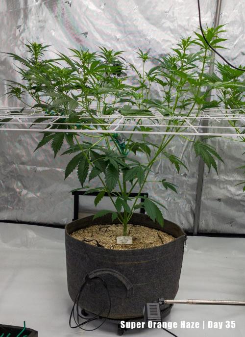 Apollo, Super Orange Haze, Cinderella J.. Week 5 - There she is, always wanted to see her!