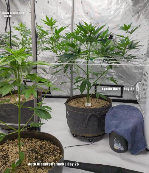 Apollo, Super Orange Haze, Cinderella J.. Week 5 - Apollo trying to flee the wind issues vertically