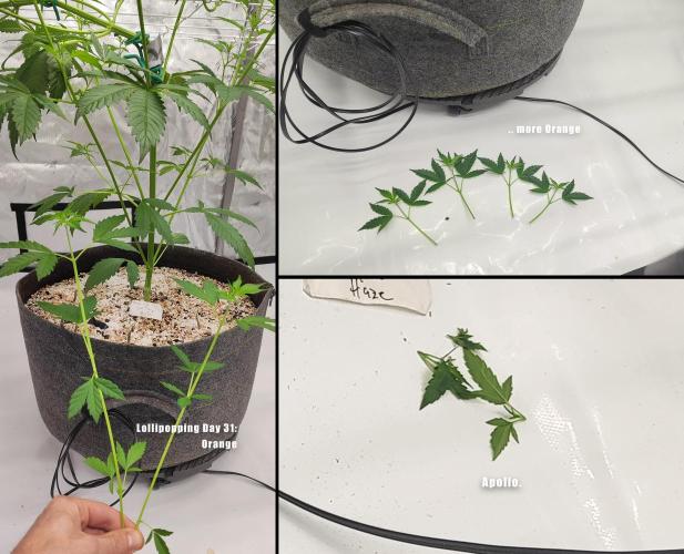 Apollo, Super Orange Haze, Cinderella J.. Week 5 - Results of the first 2 lollipop's. Taking it easy on stress intensity.