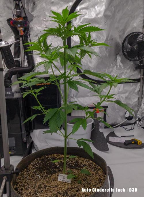 Apollo, Super Orange Haze, Cinderella J.. Week 6 - ACJ just before her looming super-crop. Looking innocent!