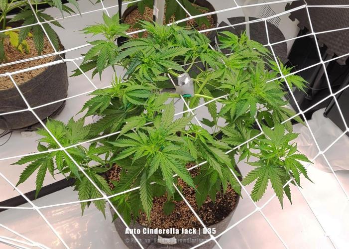 Apollo, Super Orange Haze, Cinderella J.. Week 6 - And a few days after the adjustment.
She stopped stretching immediately.