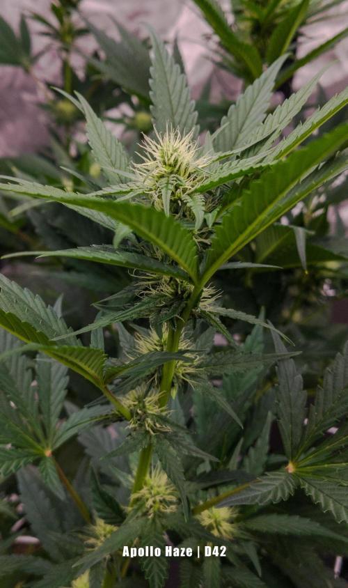 Apollo, Super Orange Haze, Cinderella J.. Week 6 - Apollo is building secret citrus sauce under stinky stuff.