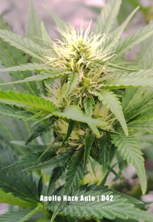 Apollo, Super Orange Haze, Cinderella J.. Week 6 - ... and she seems to mean business, judging by her base width already.