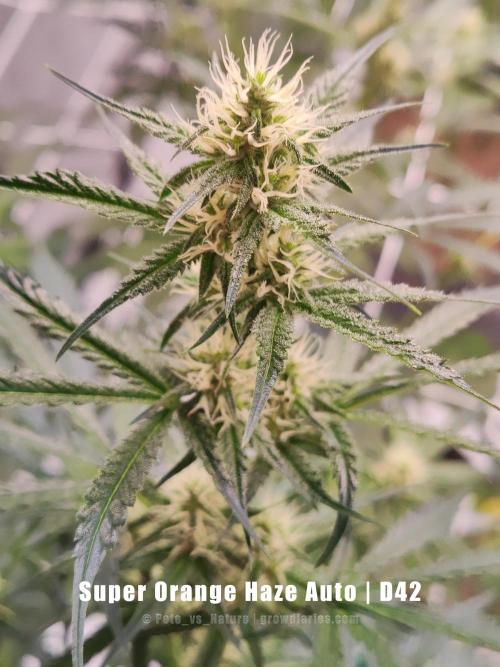 Apollo, Super Orange Haze, Cinderella J.. Week 6 - Orange smells like a can of sweet mandarins for now.