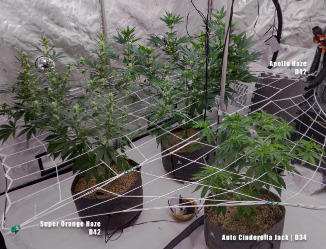 Apollo, Super Orange Haze, Cinderella J.. Week 6 - The fam in the new space. 