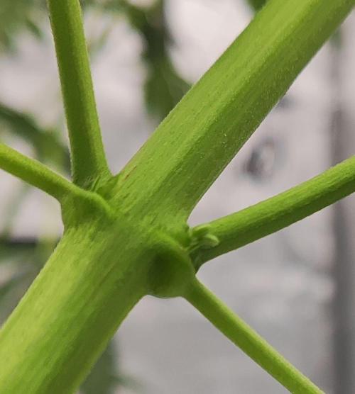 Apollo, Super Orange Haze, Cinderella J.. Week 6 - One of the hermy structures on both Hazes, that so far, didn't repeat.
