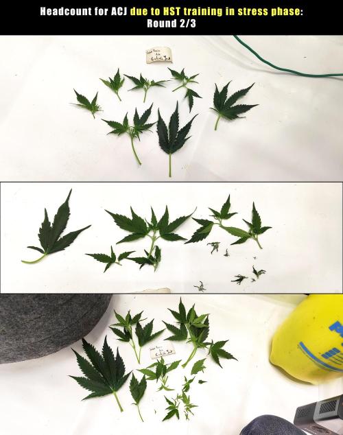 Apollo, Super Orange Haze, Cinderella J.. Week 7 - This is an important lesson for me. High stress + HST = Turtle.