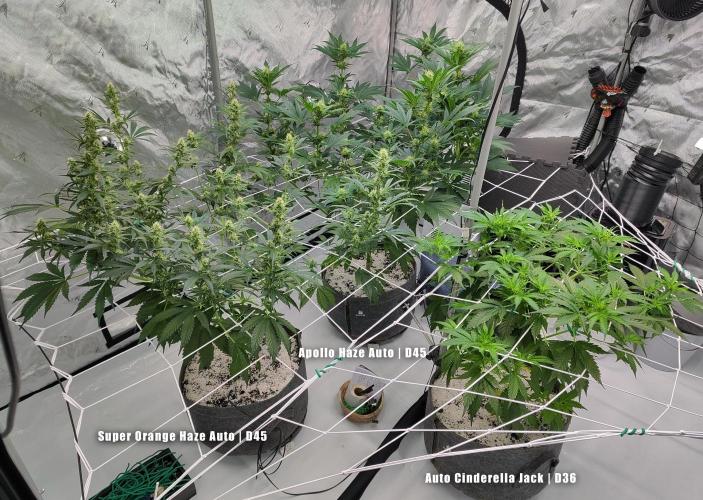 Apollo, Super Orange Haze, Cinderella J.. Week 7 - The ladies at the start of week 7.