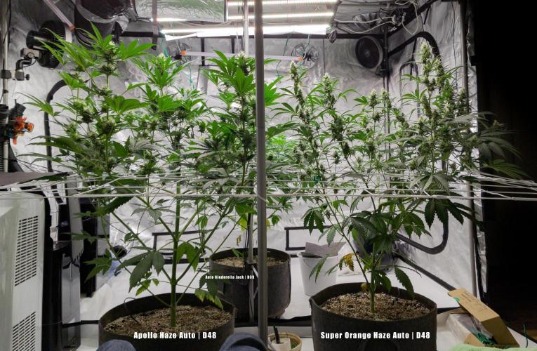 Apollo, Super Orange Haze, Cinderella J.. Week 7 - A are side shot, when I need to take my tent apart, helps see things anew....