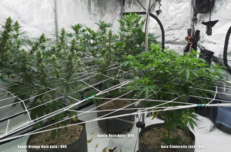 Apollo, Super Orange Haze, Cinderella J.. Week 7 - And the fam at the end of week 7.