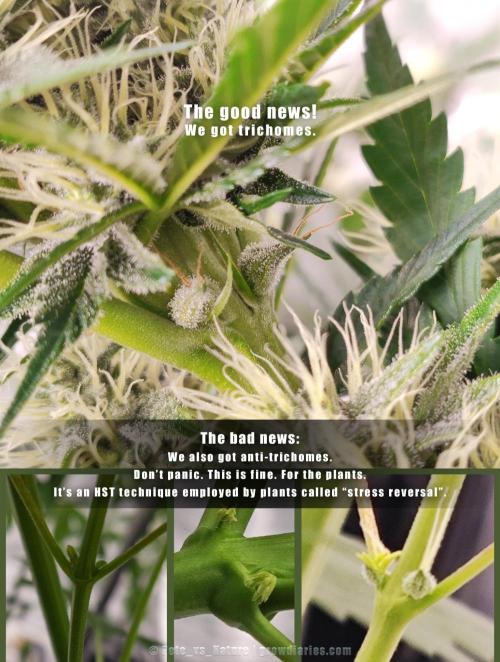 Apollo, Super Orange Haze, Cinderella J.. Week 7 - Could it be auxins?